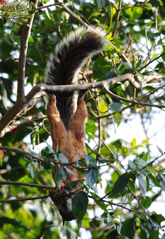 squirrels Costa Rica